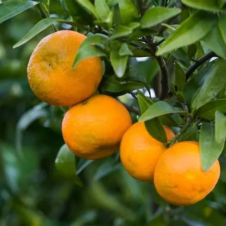 Çiftlik konaklama Relais Il Mulino