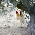 Vakantieboerderij Relais Il Mulino *