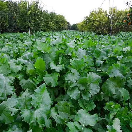 Farm stay Relais Il Mulino Corigliano Calabro