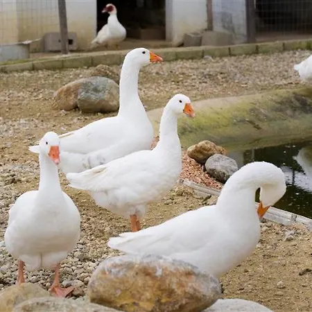 Relais Il Mulino Farm stay