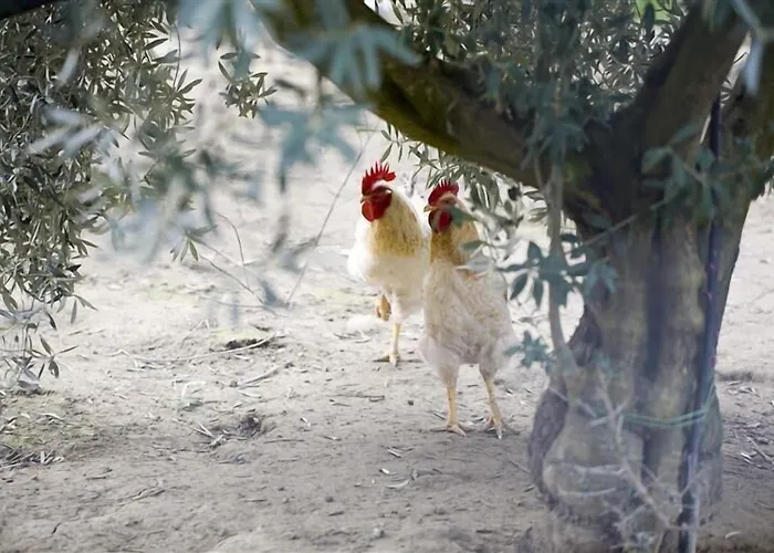 Alojamento de Turismo Rural Relais Il Mulino *