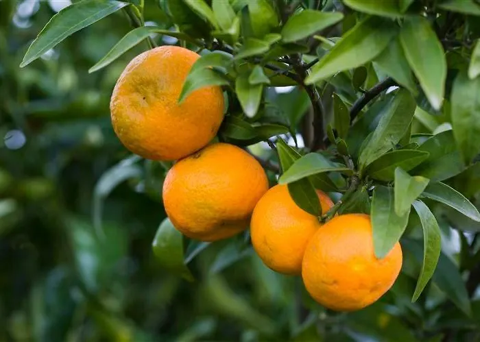 Alojamento de Turismo Rural Relais Il Mulino