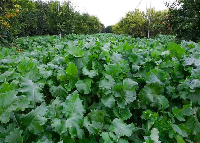 Alojamento de Turismo Rural Relais Il Mulino Corigliano Calabro